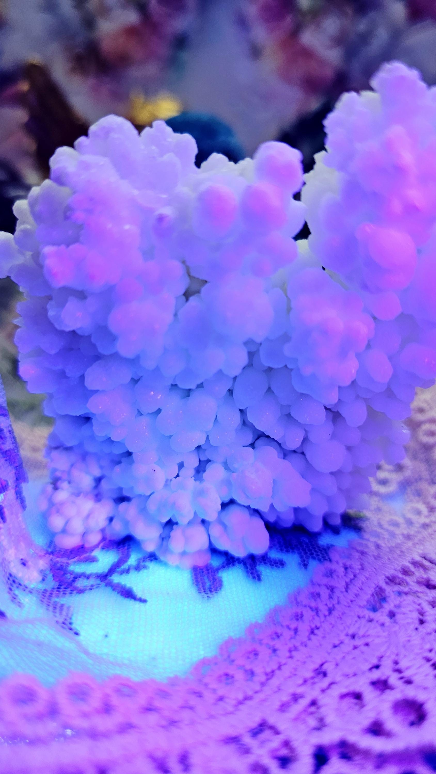 Calcite Hedgie, Rock Pet, Crystal Buddy, UV Reactive, Specimen