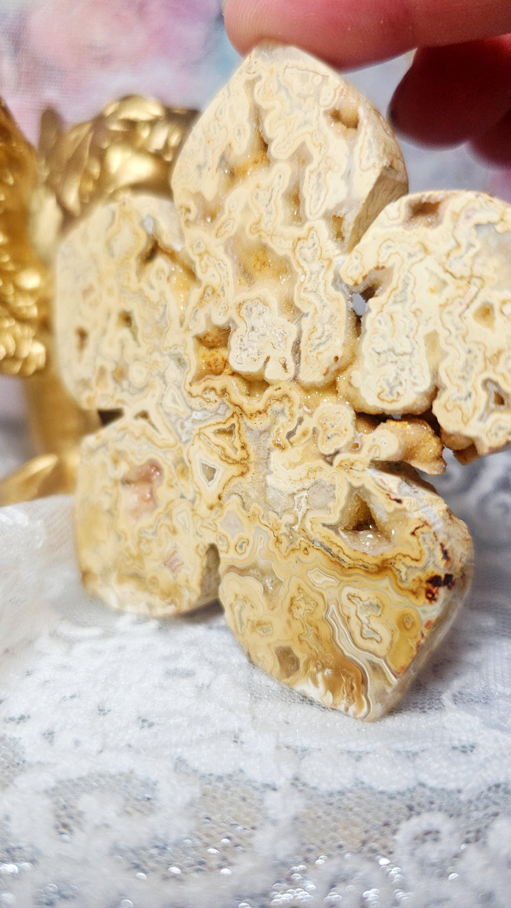 RARE Yellow Crazy Lace Lotus, Lotus, Gifts