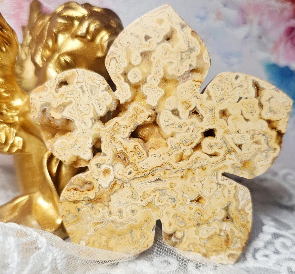 RARE Yellow Crazy Lace Lotus, Lotus, Gifts