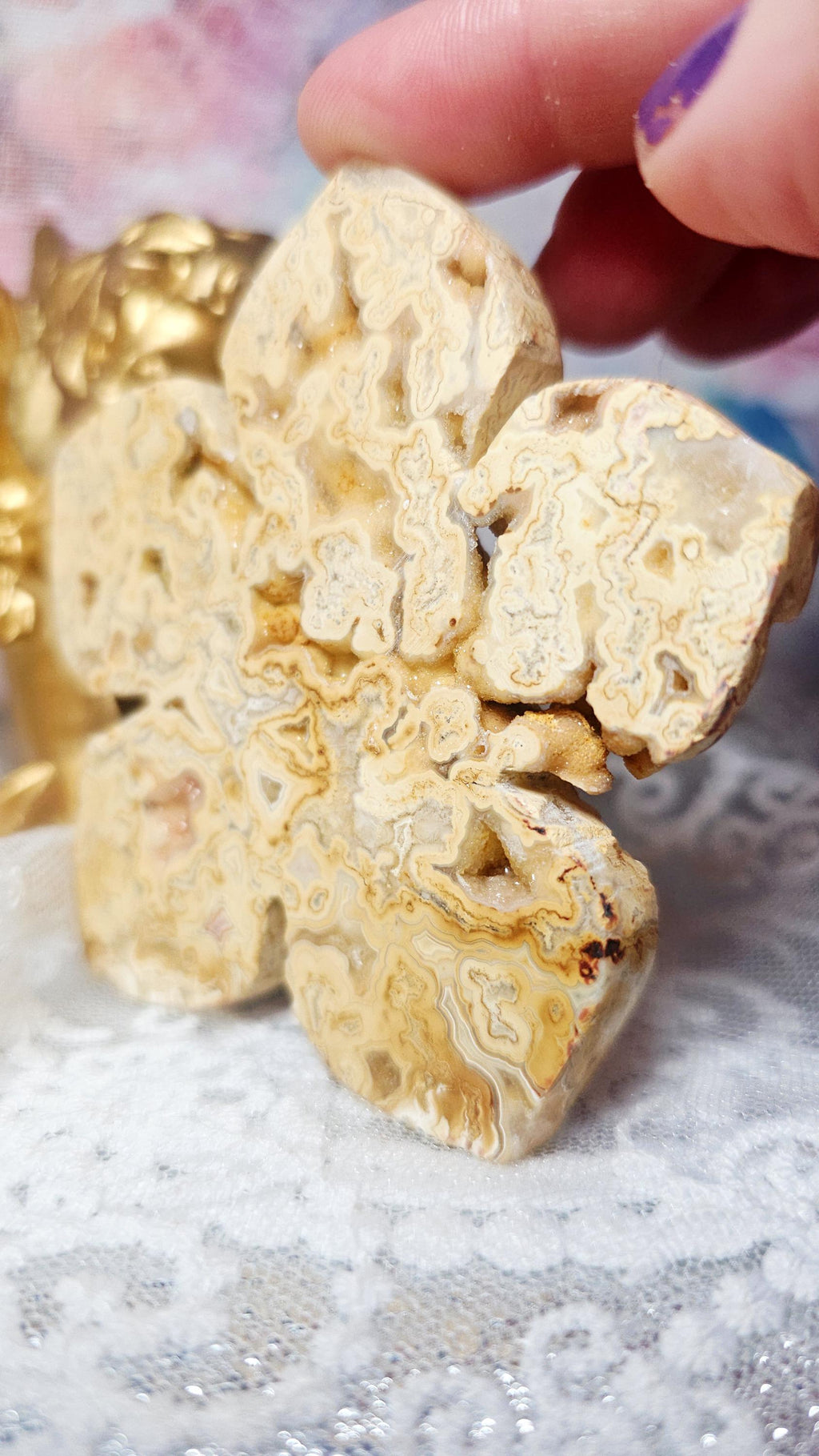 RARE Yellow Crazy Lace Lotus, Lotus, Gifts