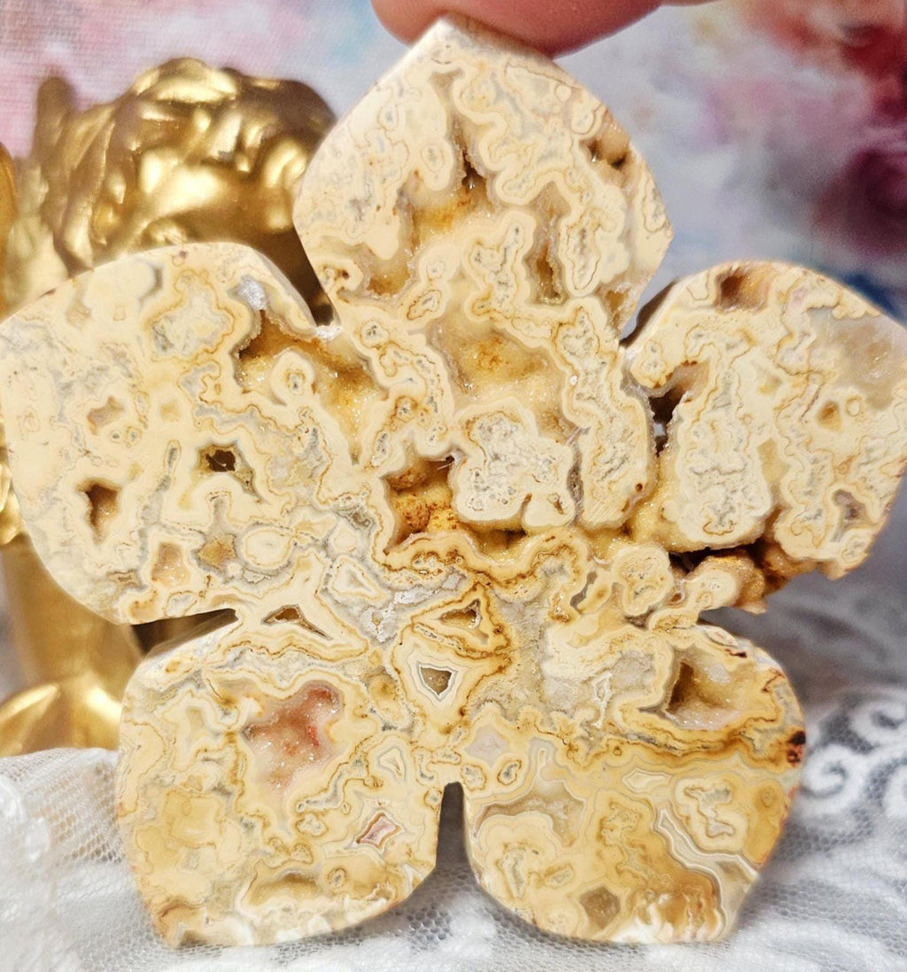 RARE Yellow Crazy Lace Lotus, Lotus, Gifts